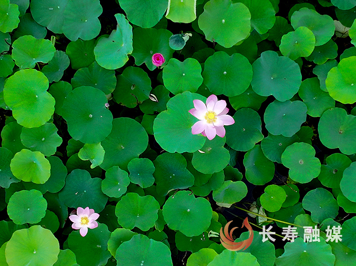 长寿慢城荷花开+向前 (7)