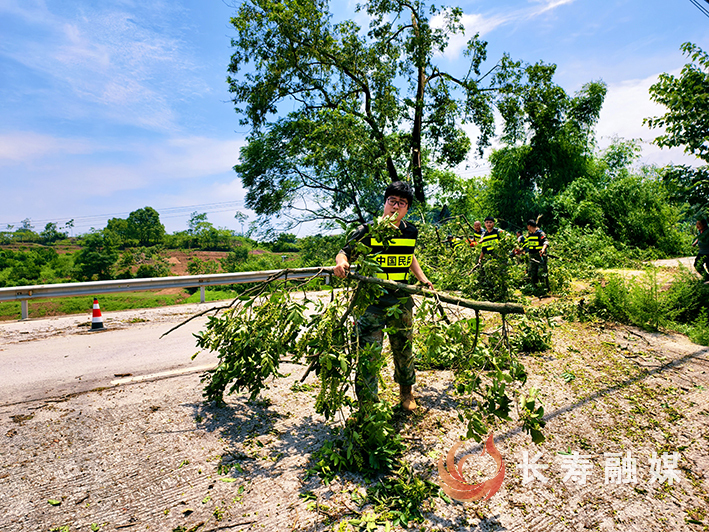 双龙树木倒伏阻断道路民兵快速响应保畅通 (4)
