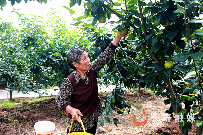 但渡镇但渡村翠冠梨迎来丰收季 (4)