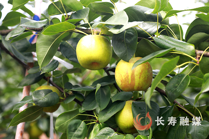 但渡镇但渡村翠冠梨迎来丰收季 (6)