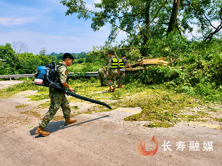 双龙树木倒伏阻断道路民兵快速响应保畅通 (2)
