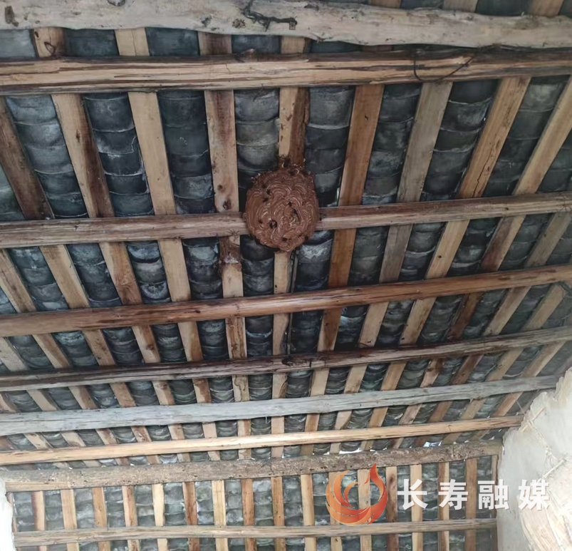消防员40℃高温勇摘“毒蜂窝”2