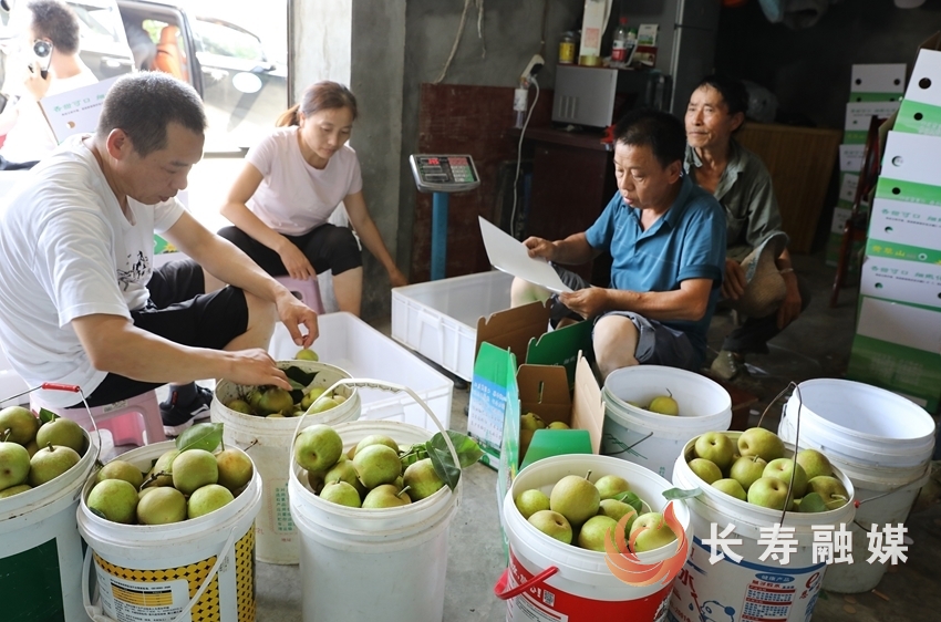 但渡镇：千亩黄草山翠冠梨成熟上市4