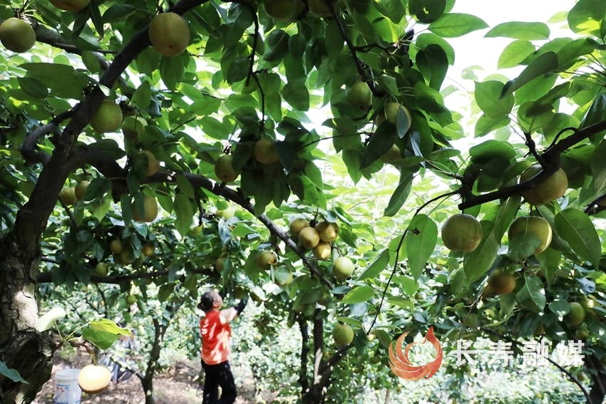 但渡镇：千亩黄草山翠冠梨成熟上市2