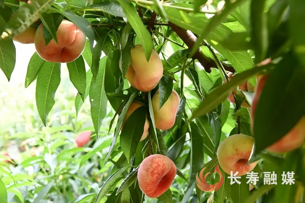 安坪村桃子熟了,想要的快来2