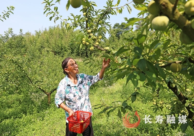 高山生態(tài)種植鑄就“黃金李” (1)