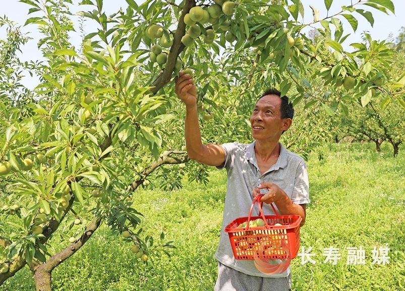 高山生態(tài)種植鑄就“黃金李” (2)