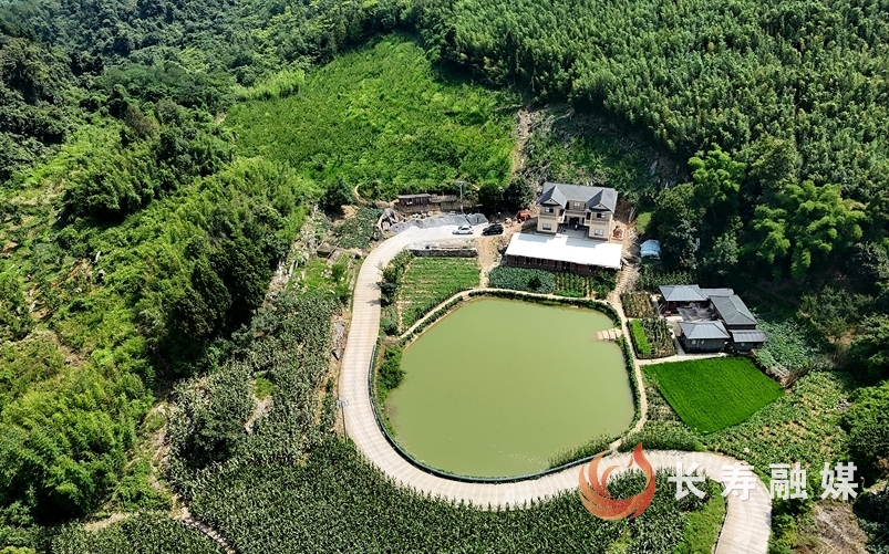 高山生態(tài)種植鑄就“黃金李” (5)