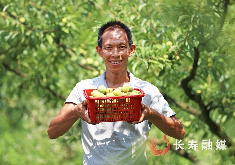 高山生態(tài)種植鑄就“黃金李” (4)
