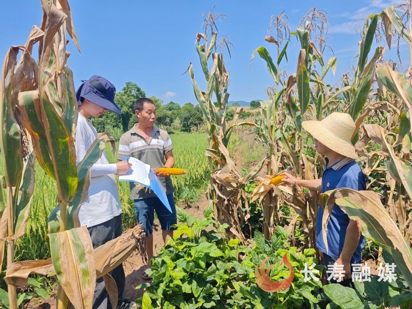 葛兰：大豆玉米带状复合种植丰收在即1