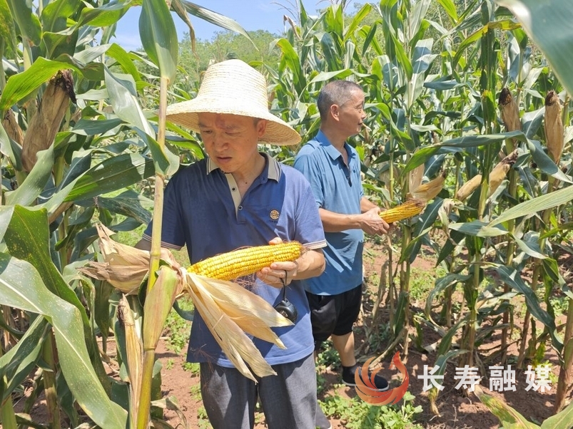 葛兰：大豆玉米带状复合种植丰收在即2