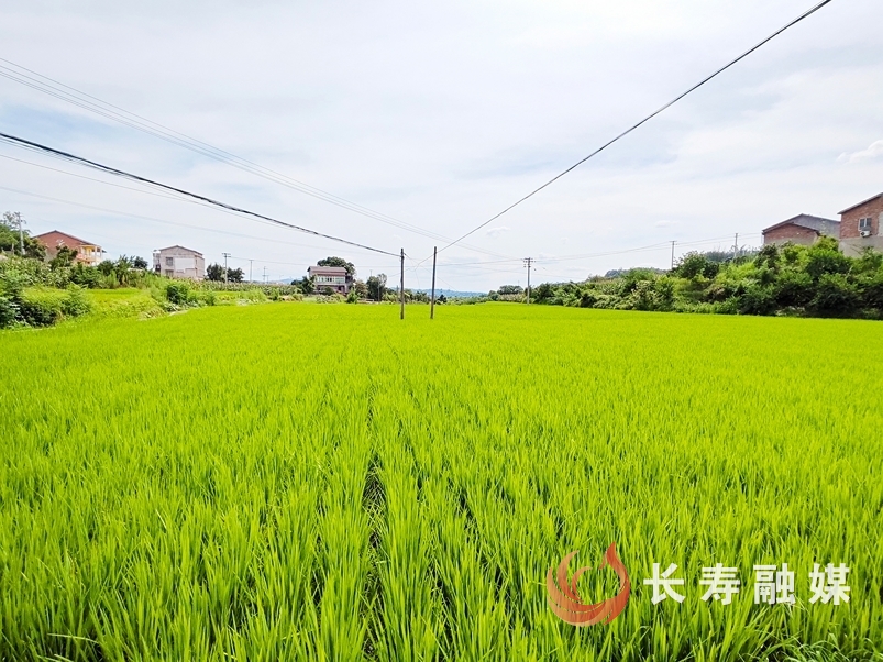 全区水稻长势喜人1