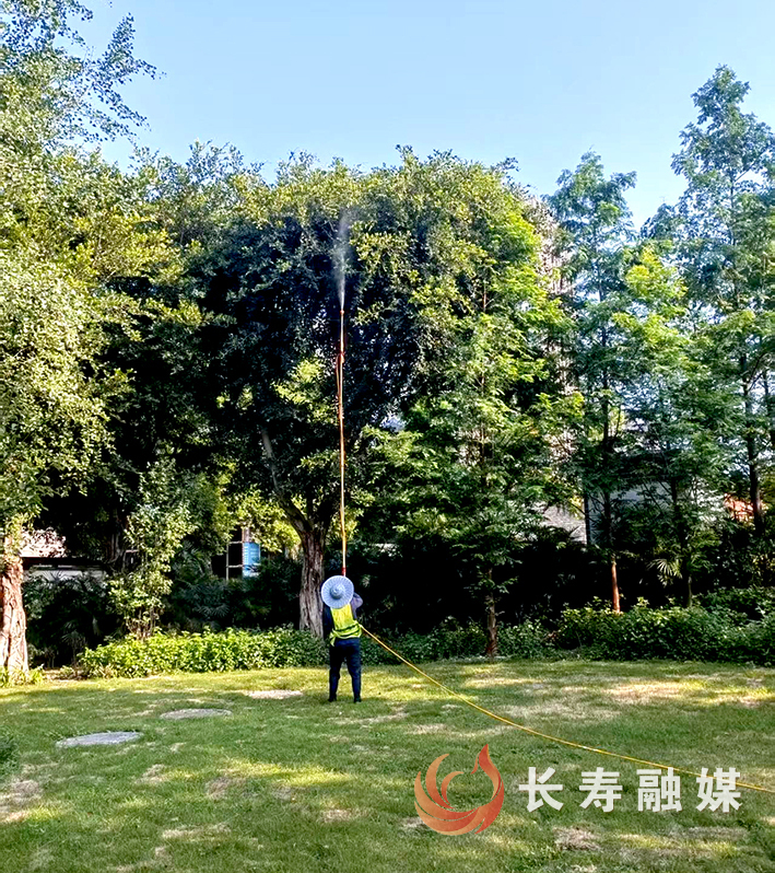 我区开展小叶榕虫害防治 (2)