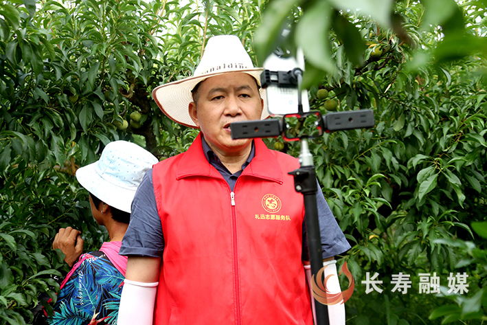 龙河镇永兴村直播“吆喝”进果园 (5)