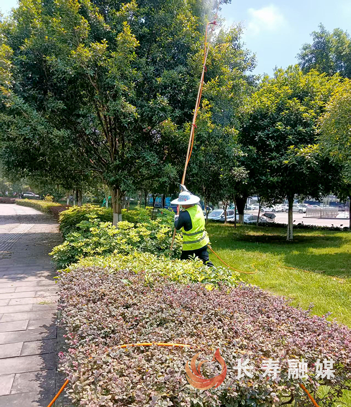 我区开展小叶榕虫害防治 (1)