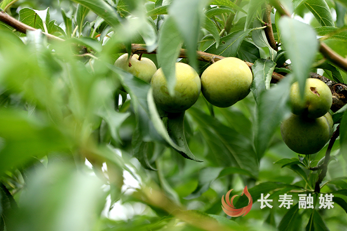 龙河镇永兴村直播“吆喝”进果园 (4)