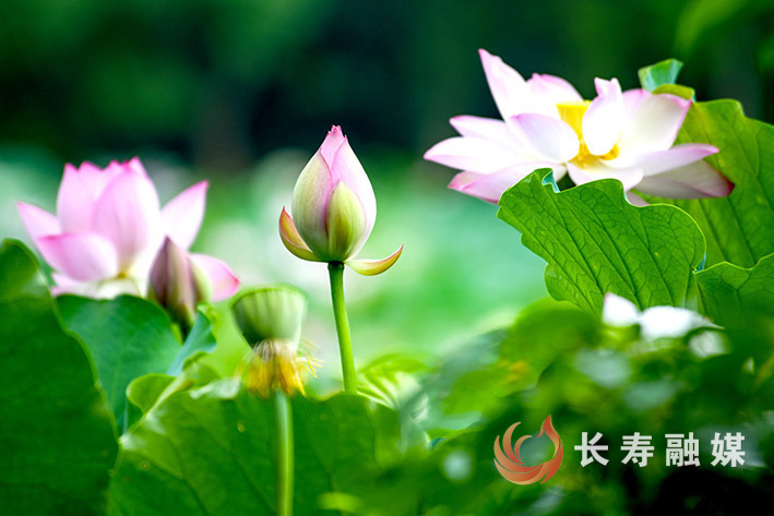 7月慢城荷韵浓+袁志龙 (6)