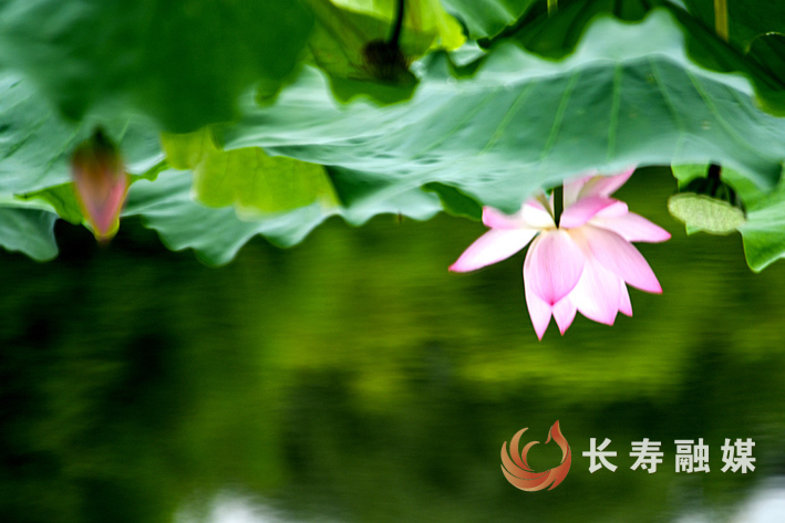 7月慢城荷韵浓+袁志龙 (5)