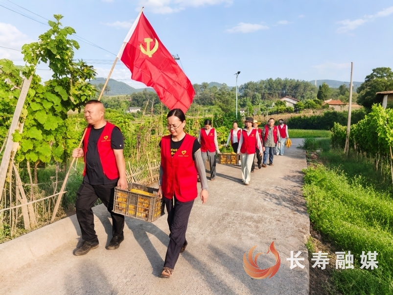 玉米地里来了“志愿红”2