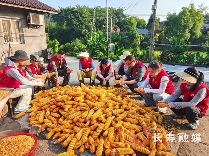 玉米地里来了“志愿红”8