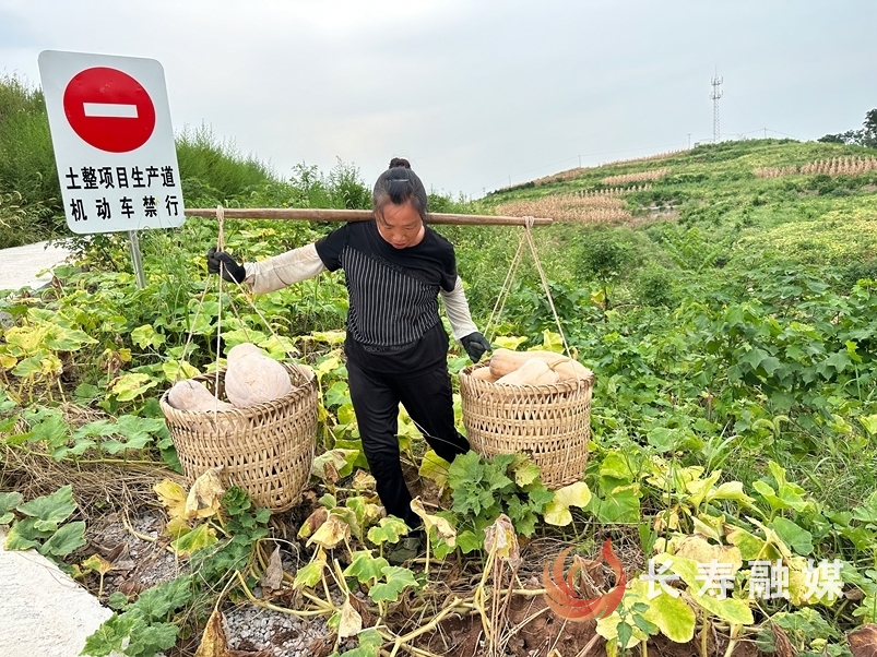 千亩荒山变良田3