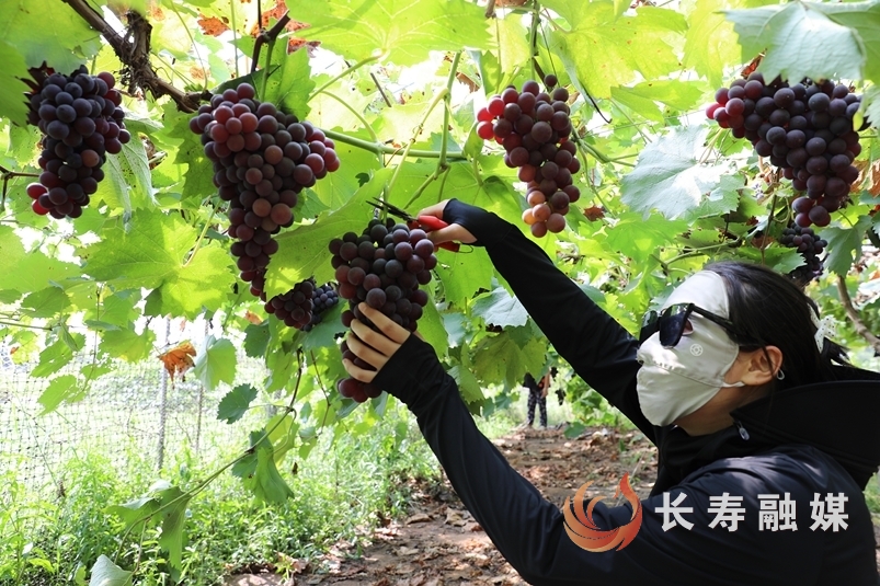 渡舟恋恋葡萄园4