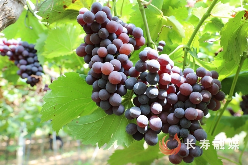 渡舟恋恋葡萄园3