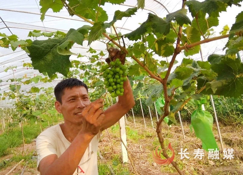 渡舟恋恋葡萄园5