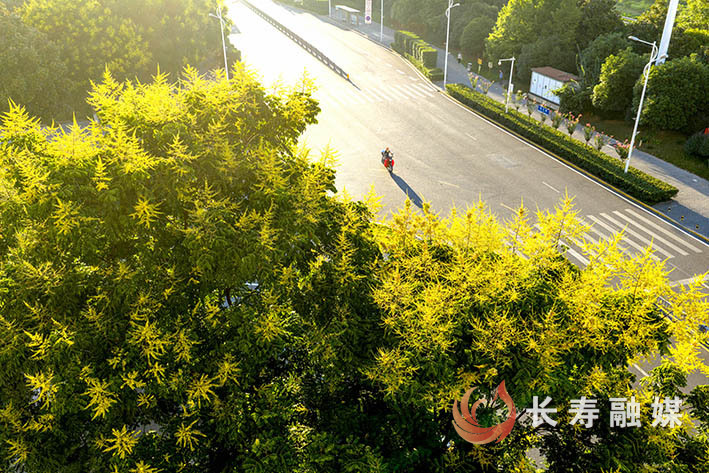 满城栾花秋色美 (3)