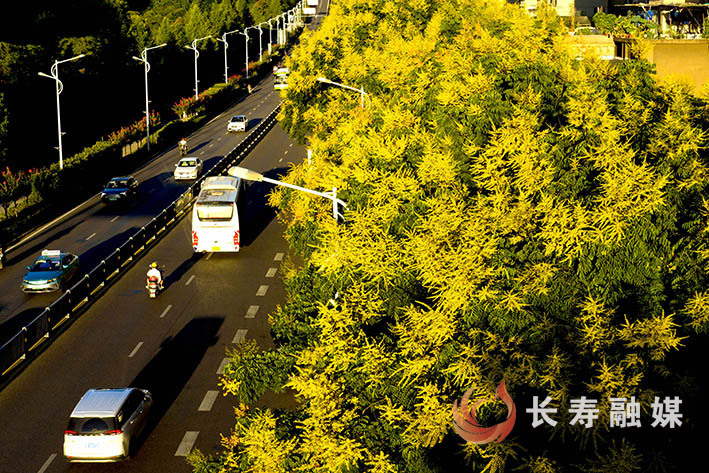 满城栾花秋色美 (1)