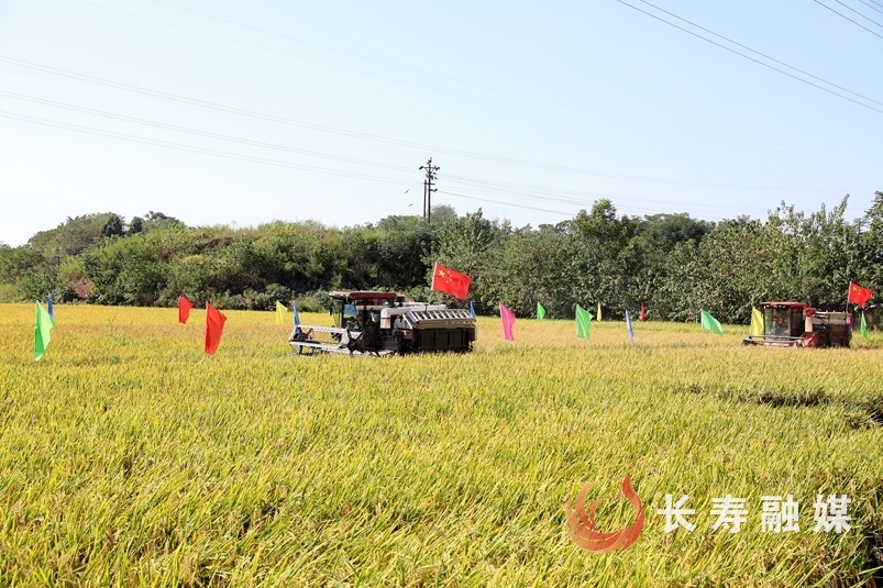 长寿大米”签约直供重百新世纪超市3