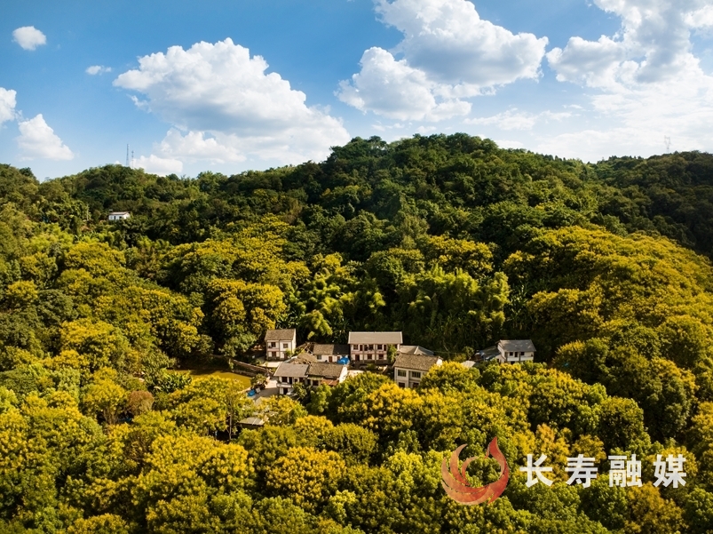 张勇+栾树花 (1)
