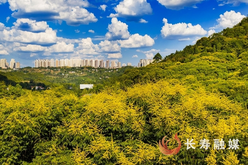 袁志龙+栾树花3