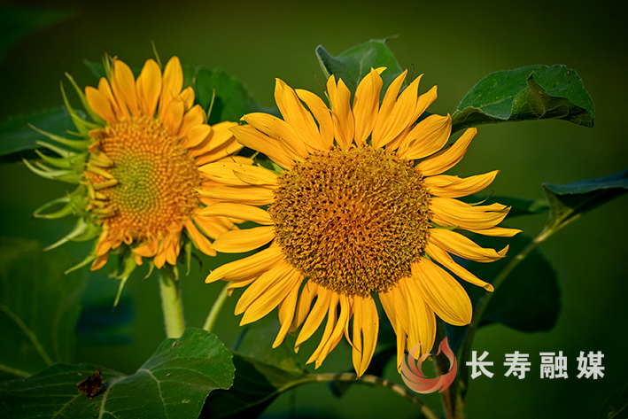 纳溪河畔葵花开+张颂东 (2)