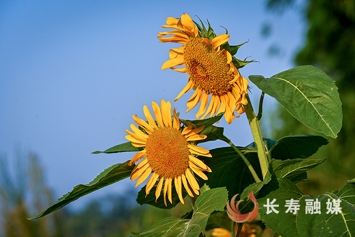 纳溪河畔葵花开+张颂东 (1)