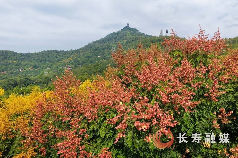 栾树进入最佳观赏期5