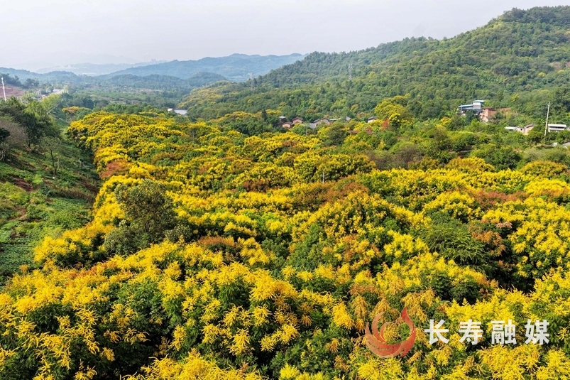 栾树进入最佳观赏期1