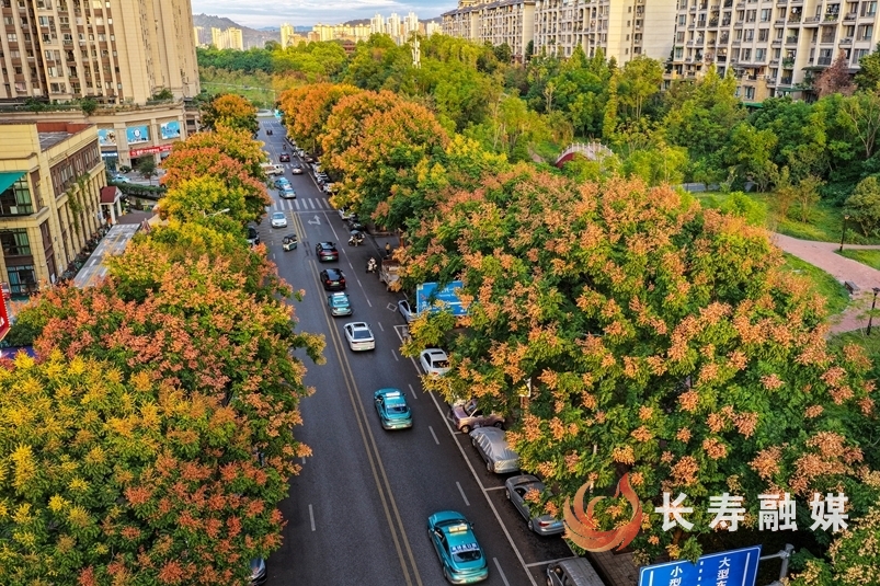 栾树进入最佳观赏期3