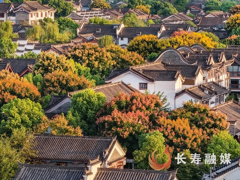 栾树进入最佳观赏期2