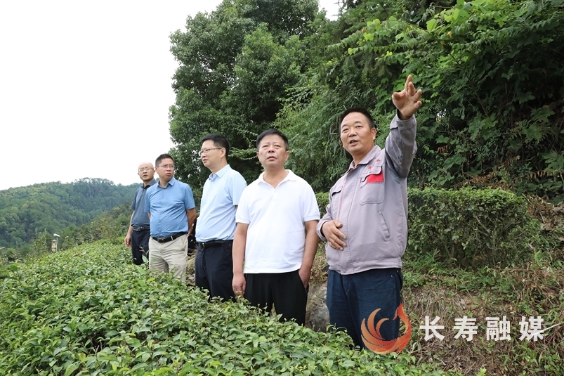 王身高调研东山片区林文旅融合发展及森林防灭火工作2