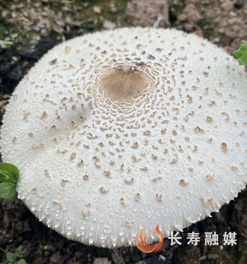 近期野生蘑菇中毒事件频发1