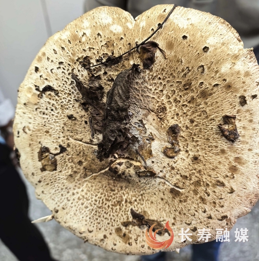 近期野生蘑菇中毒事件频发2