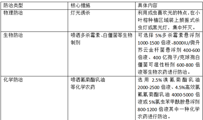 我区开展小叶榕虫害防治 (1)