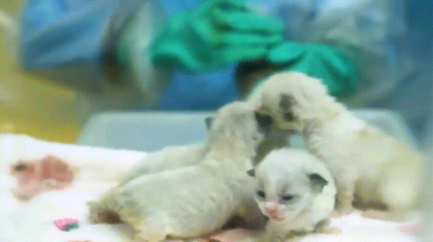 46a874976e11cec8b76a0c99a6fbffad