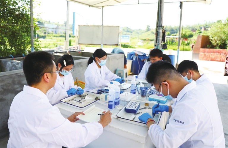 西南大学专业团队对罗氏虾进行肉质检测。