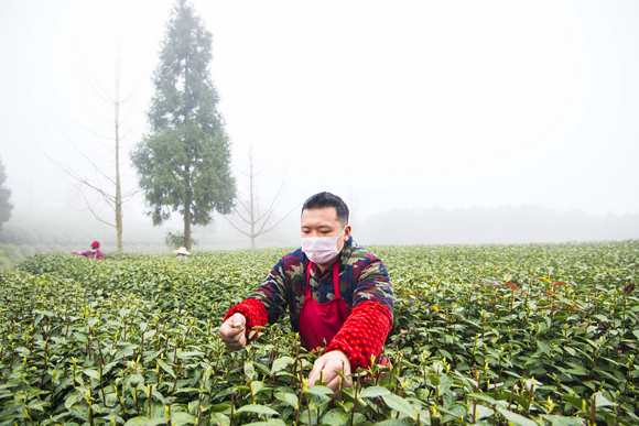 1  正在白象山重茶茶园采茶的农户。 重茶集团供图  华龙网发