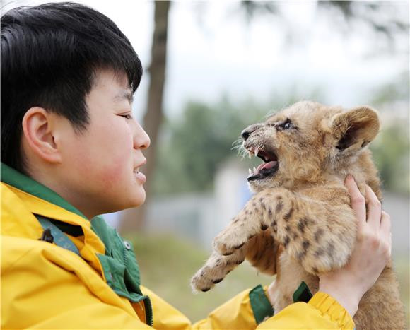 动物“奶妈”刘清清与非洲狮“乐乐”在一起玩耍。 通讯员 陈仕川 摄