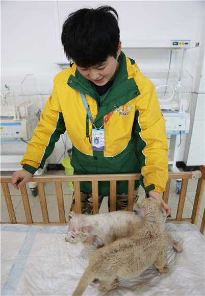 动物“奶妈”刘清清与小银虎小狮子玩耍以培养感情 通讯员 陈仕川 摄