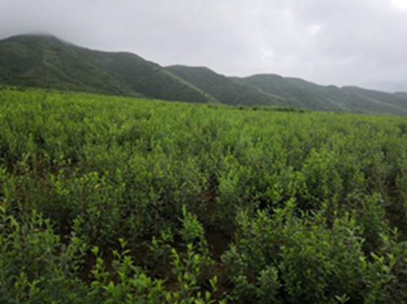 苍术规范化种植基地