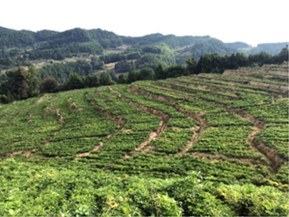 前胡规范化种植基地